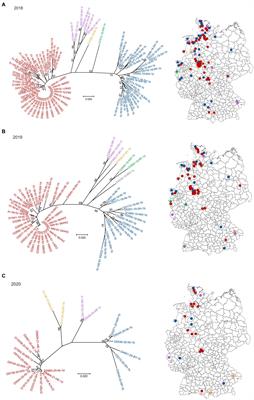 “Fading out” - genomic epidemiology of the last persistently infected BVDV cattle in Germany